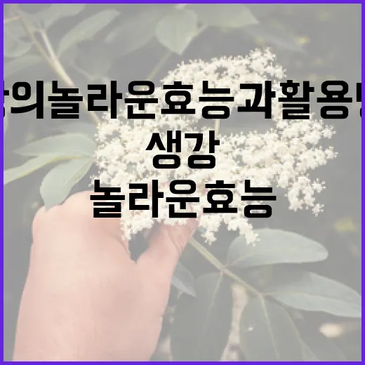 생강의 놀라운 효능과 활용 방법 - 요약