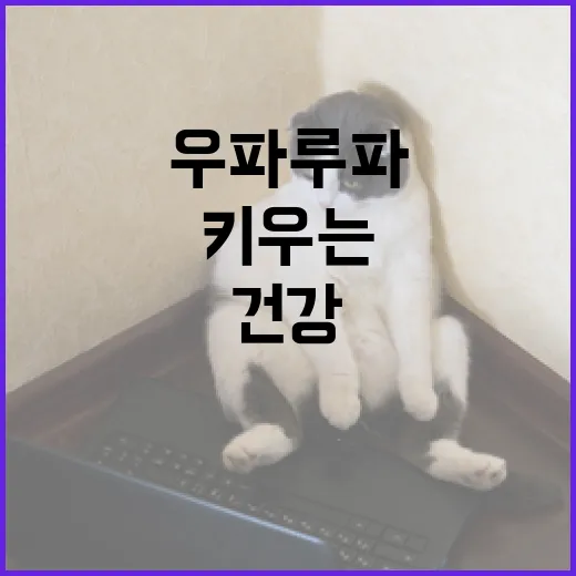 우파루파를 건강하게 키우는 방법 - 요약