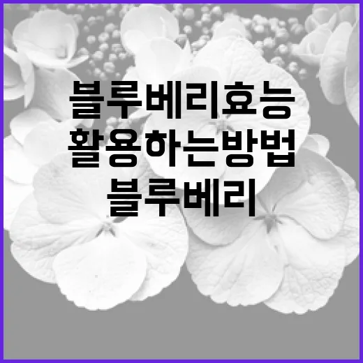 블루베리 효능을 최대한 활용하는 방법 - 요약