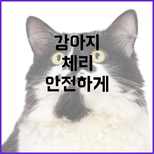 강아지가 체리를 안전하게 먹는 방법 - 요약