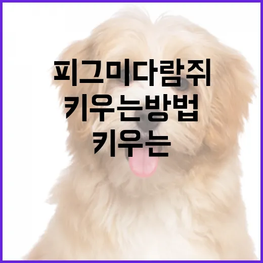 피그미다람쥐에 대해 알아보고 집에서 키우는 방법 - 요약