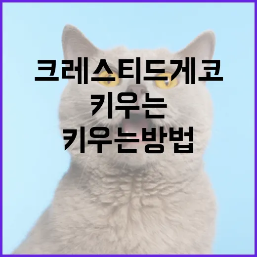 크레스티드 게코를 키우는 방법 - 요약