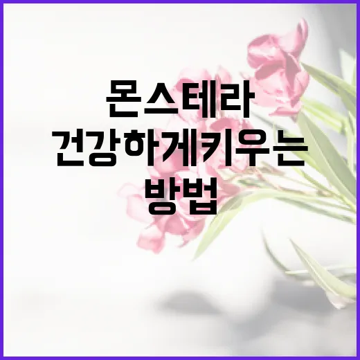 몬스테라를 건강하게 키우는 방법 - 요약