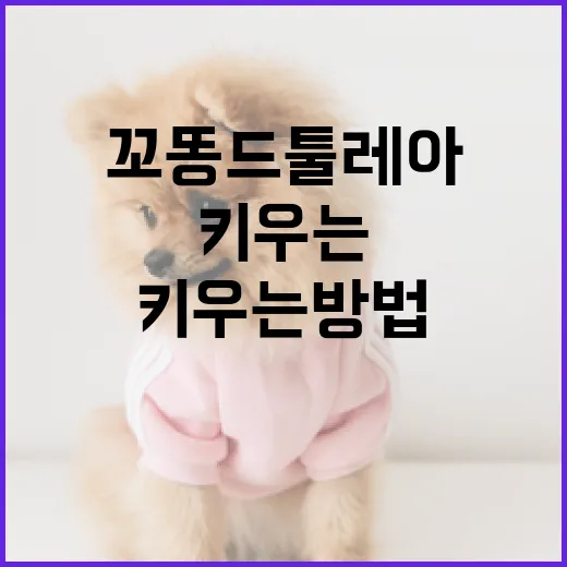 꼬똥 드 툴레아를 행복하게 키우는 방법 - 요약