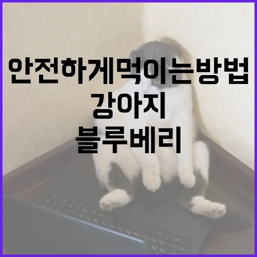 강아지에게 블루베리를 안전하게 먹이는 방법 - 요약