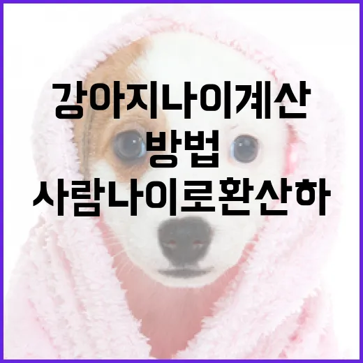 강아지 나이 계산하는 방법: 사람 나이로 환산하기 - 요약