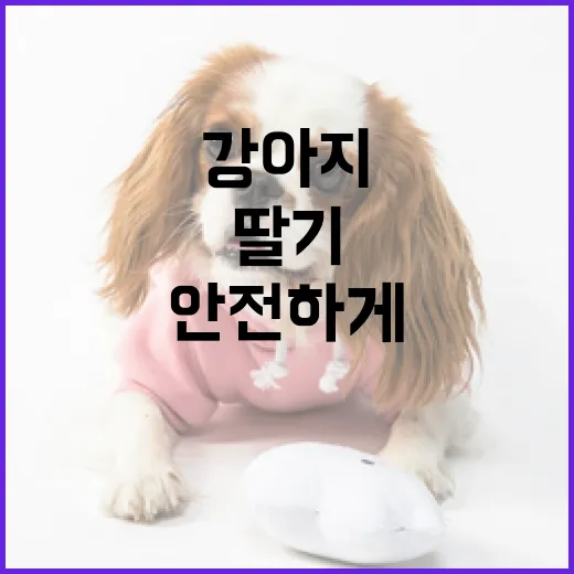 강아지에게 딸기를 안전하게 주는 방법 - 요약