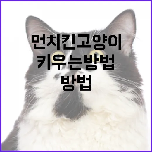 먼치킨 고양이를 키우는 방법 - 요약