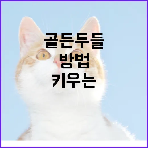 골든두들을 건강하게 키우는 방법 - 요약