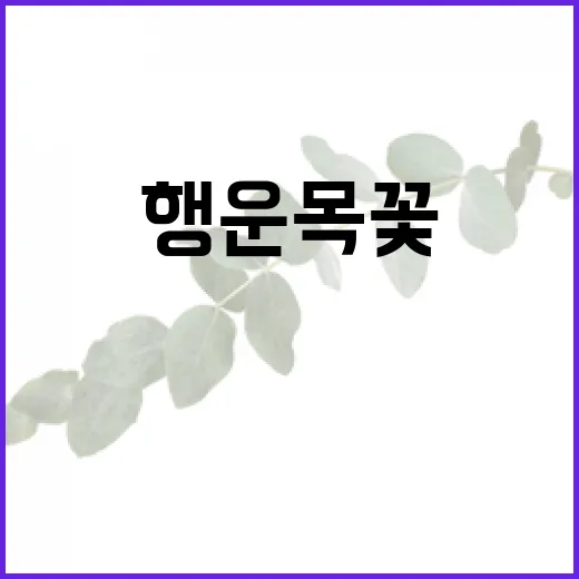 행운목 꽃을 피우는 방법: 초보자를 위한 가이드 - 요약