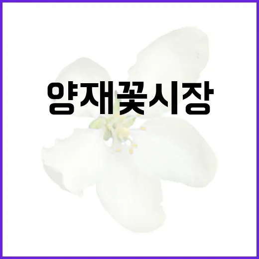 양재꽃시장에서 꽃을 구매하는 방법 - 요약