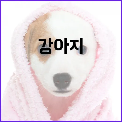 강아지에게 귤을 안전하게 먹이는 방법 - 요약