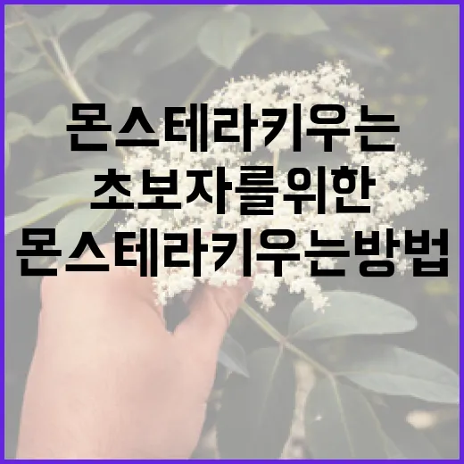 초보자를 위한 몬스테라 키우는 방법 - 요약