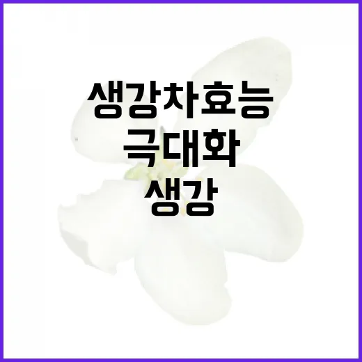 생강차 효능을 극대화하는 방법 - 요약
