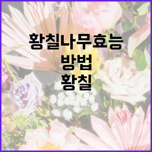 황칠나무 효능을 활용하는 방법 - 요약