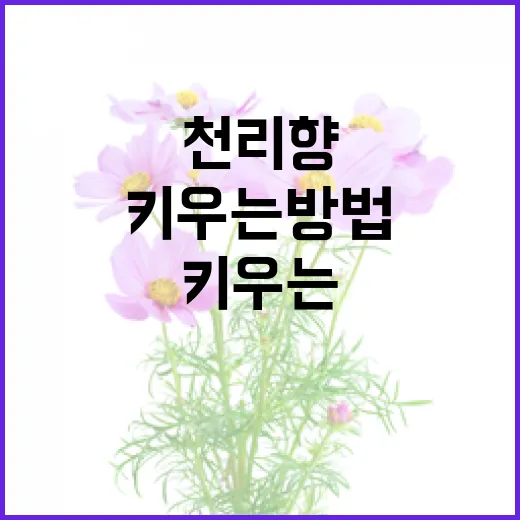 천리향을 건강하게 키우는 방법 - 요약