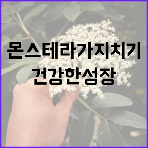 몬스테라 가지치기 방법: 건강한 성장을 위한 팁 - 요약