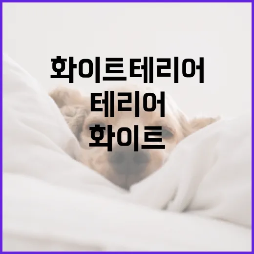 화이트테리어로 집을 밝히는 방법 - 요약