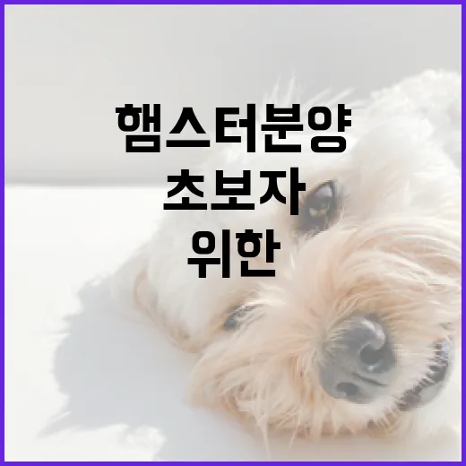 초보자를 위한 햄스터 분양 방법 - 요약