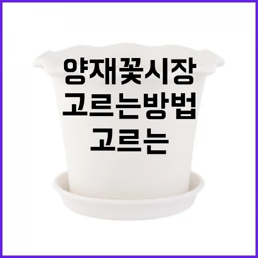 양재 꽃시장에서 꽃을 고르는 방법 - 요약