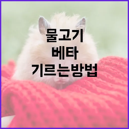 베타 물고기를 건강하게 기르는 방법 - 요약