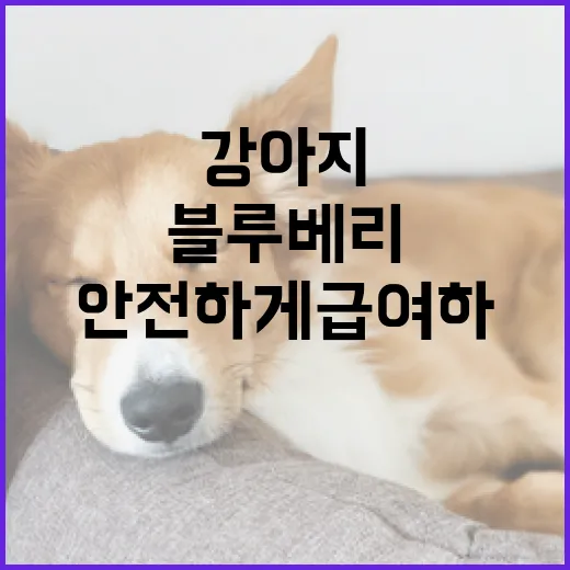 강아지에게 블루베리를 안전하게 급여하는 방법 - 요약