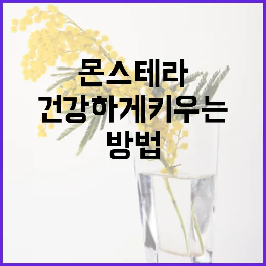 몬스테라를 건강하게 키우는 방법 - 요약