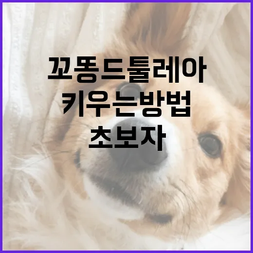꼬똥 드 툴레아 키우는 방법: 초보자를 위한 가이드 - 요약
