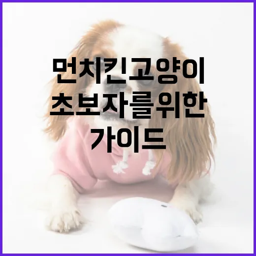 먼치킨 고양이 돌보는 방법: 초보자를 위한 가이드 - 요약
