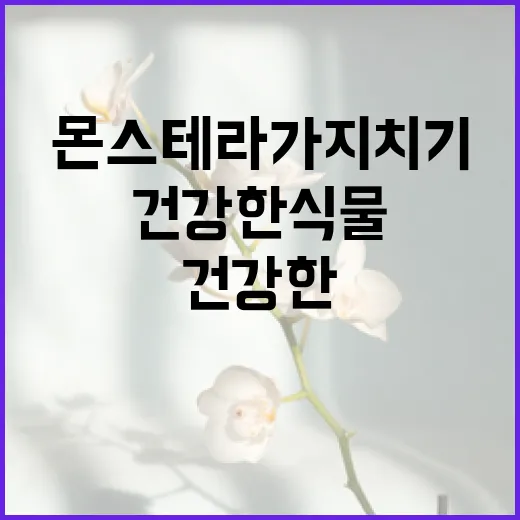 몬스테라 가지치기 방법: 건강한 식물을 위한 필수 가이드 - 요약