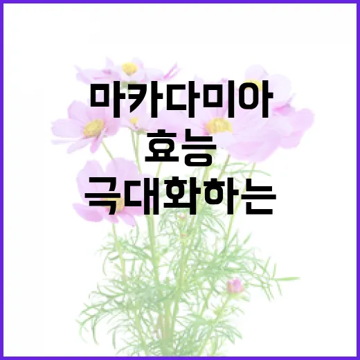 마카다미아의 효능을 극대화하는 방법 - 요약
