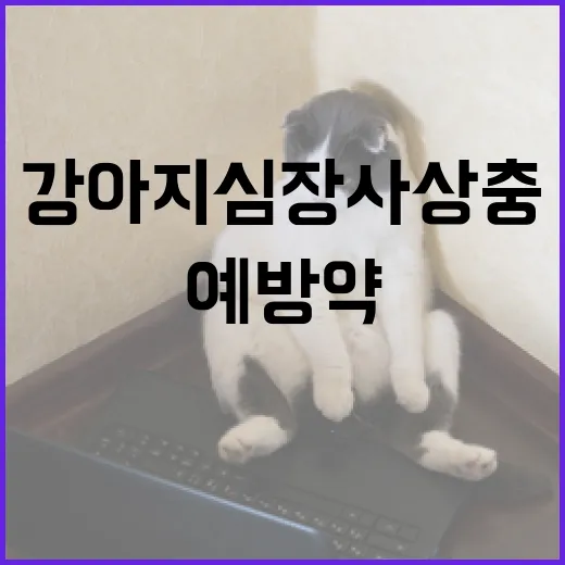 강아지 심장사상충 예방약 선택 및 사용법 - 요약