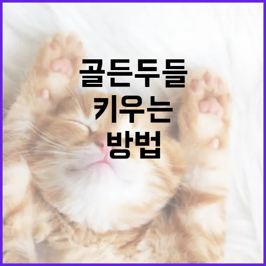 골든두들을 건강하고 행복하게 키우는 방법 - 요약