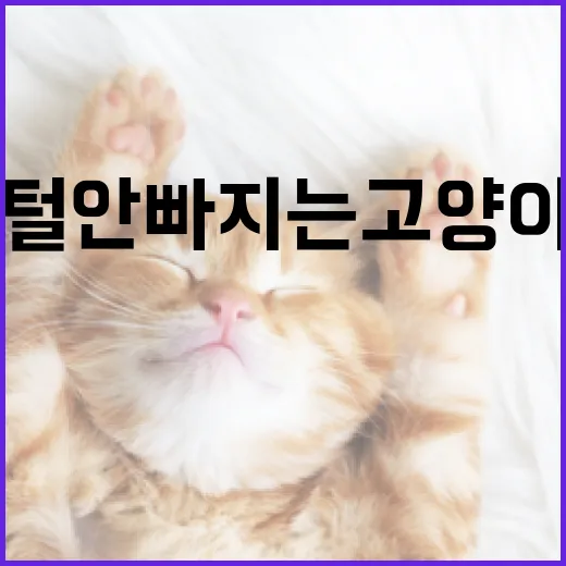 털 안빠지는 고양이를 선택하는 방법 - 요약