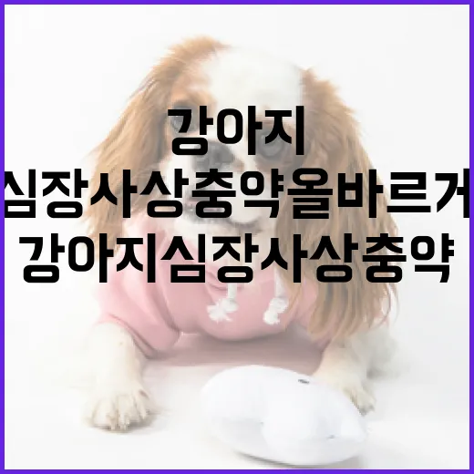 강아지 심장사상충약 올바르게 사용하려면 이렇게 - 요약