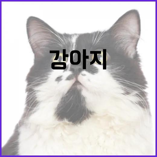 강아지에게 귤 주는 방법과 주의사항 - 요약