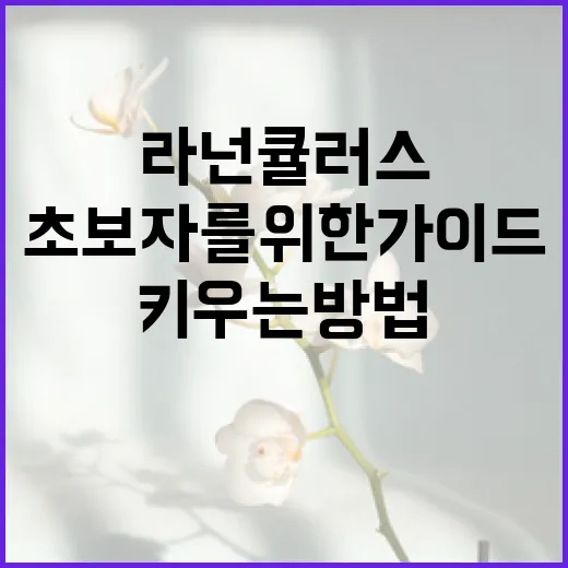 라넌큘러스를 키우는 방법: 초보자를 위한 가이드 - 요약