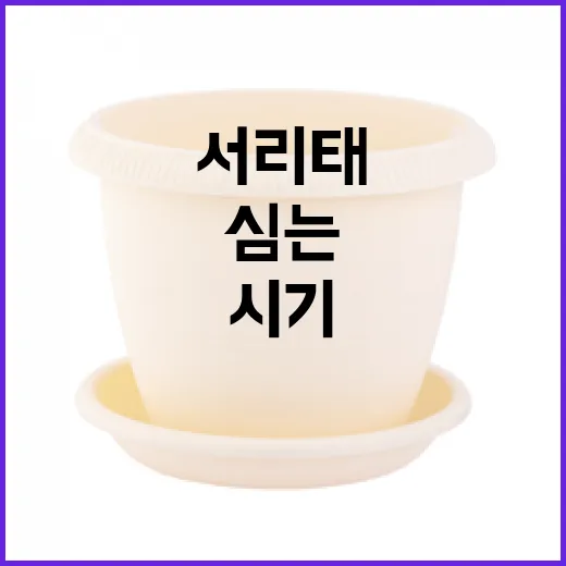 서리태, 제대로 심는 방법과 시기 알아보기 - 요약
