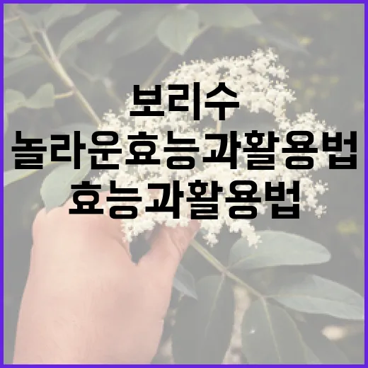 보리수의 놀라운 효능과 활용법 - 요약