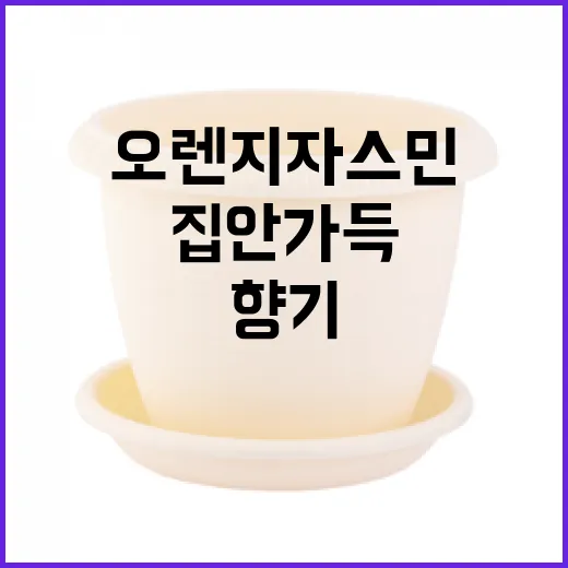 오렌지자스민 키우는 방법: 싱그러운 향기를 집안 가득 - 요약