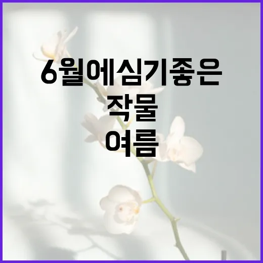 6월에 심기 좋은 작물로 여름 준비하기 - 요약