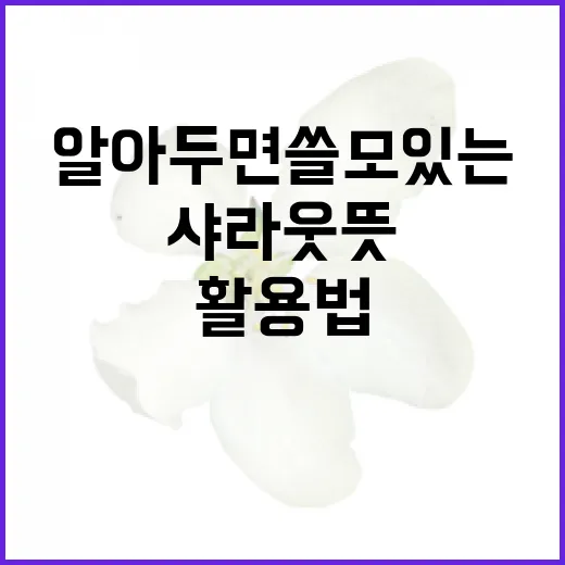 샤라웃 뜻과 활용법: 알아두면 쓸모 있는 정보 - 요약
