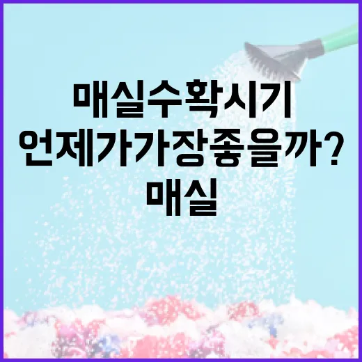 매실 수확시기, 언제가 가장 좋을까? - 요약