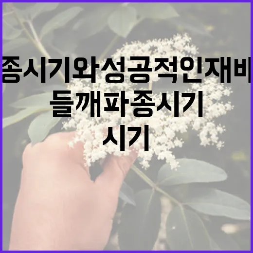 들깨 파종시기와 성공적인 재배를 위한 팁 - 요약
