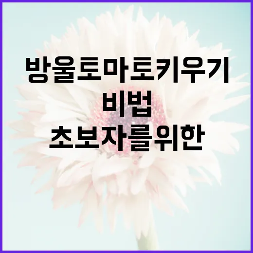 초보자를 위한 방울토마토 키우기 비법 - 요약