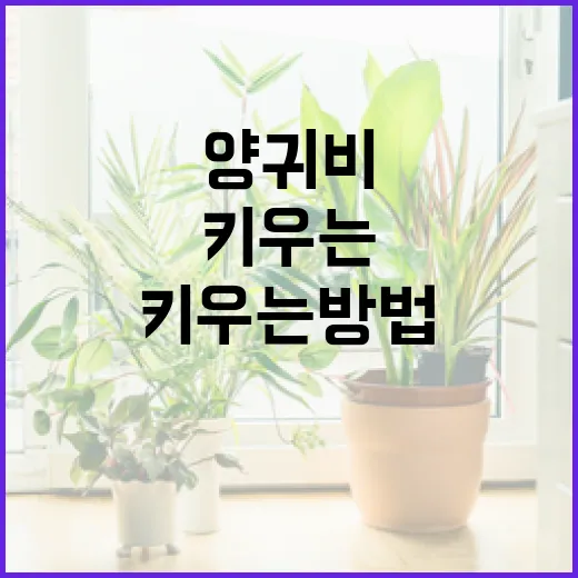 양귀비를 키우는 방법: 처음부터 쉽게 시작하기 - 요약