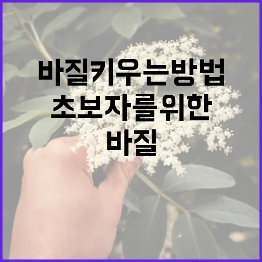 초보자를 위한 바질 키우는 방법, 이렇게 시작해보세요 - 요약
