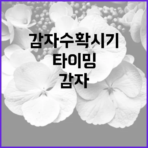 감자 수확시기: 맛있는 감자를 얻기 위한 타이밍 - 요약