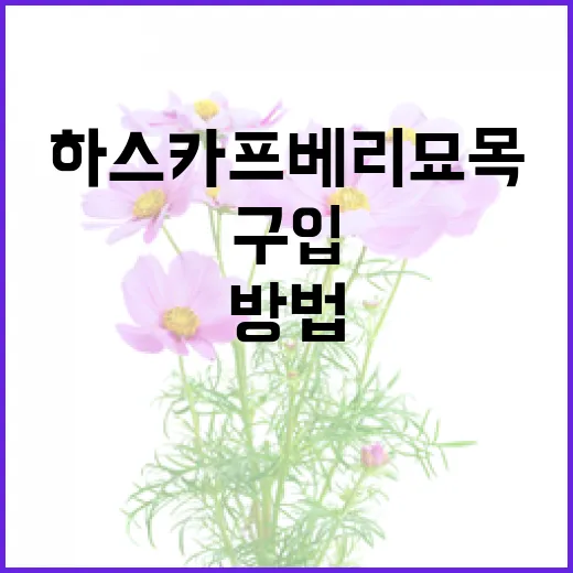 하스카프베리 묘목을 구입하고 키우는 방법 - 요약