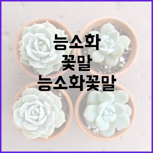 능소화 꽃말과 매력적인 이야기 - 요약